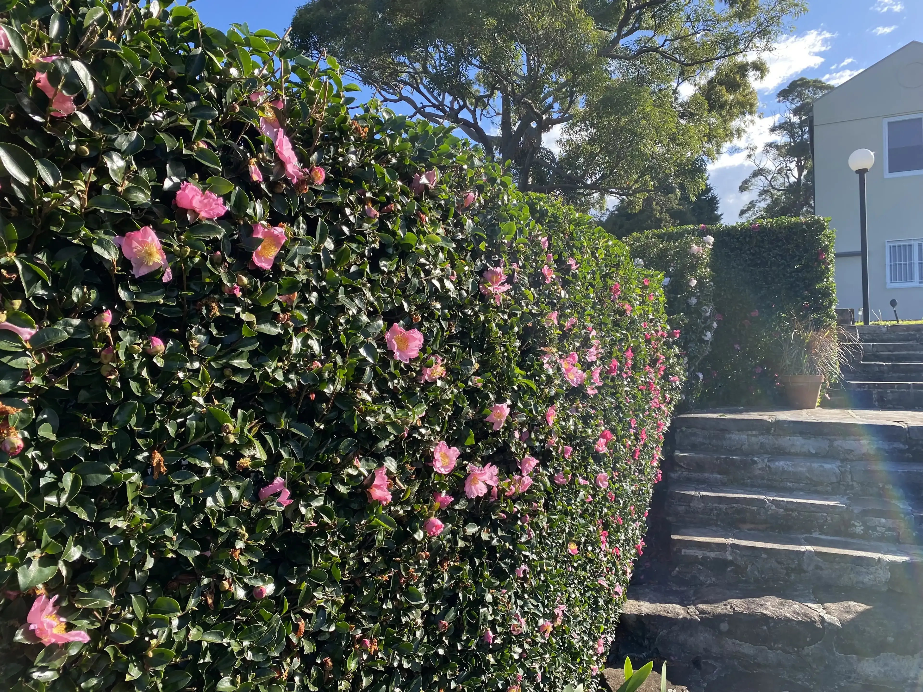 Trimmed hedge along a driveway