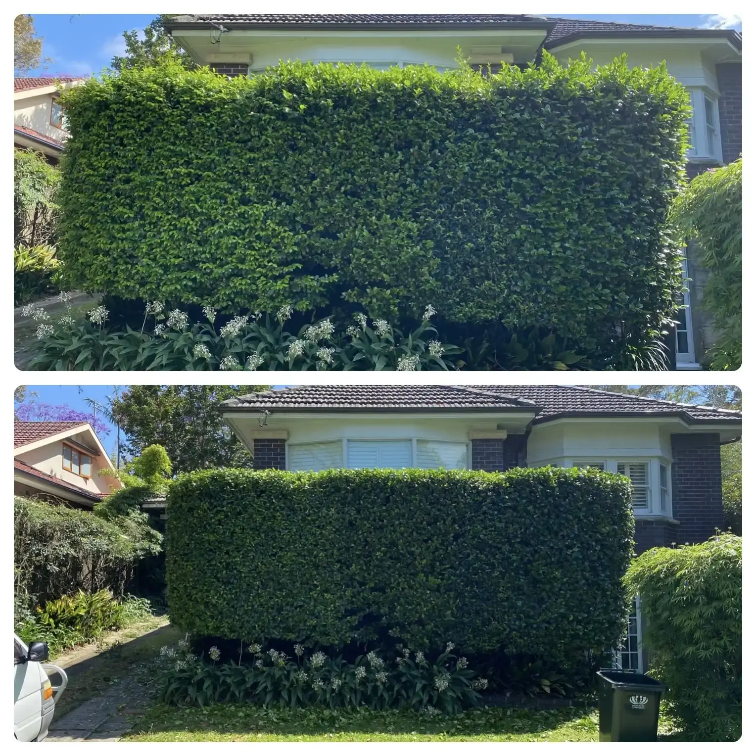 Hedge before and after trimming