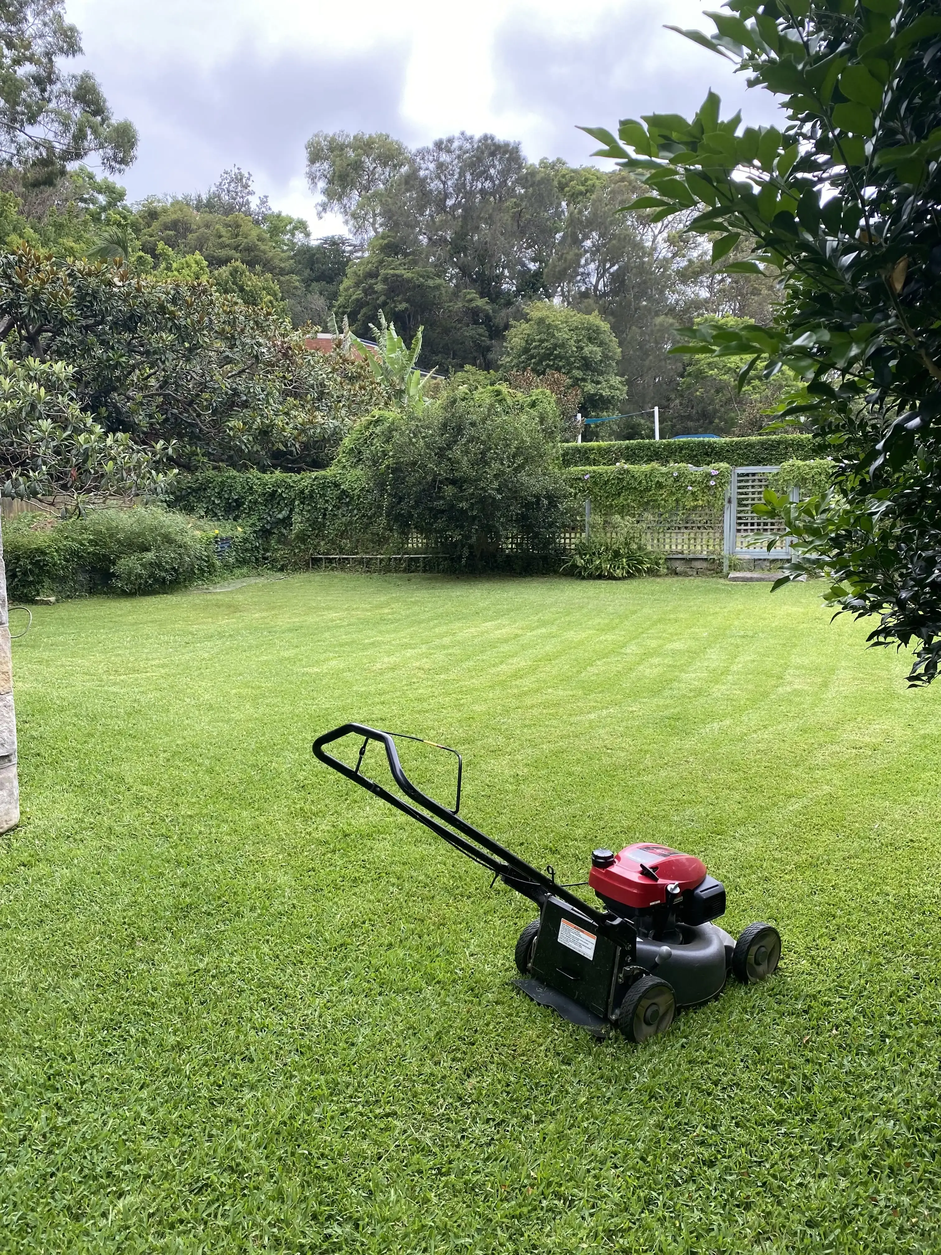 Freshly mown lawn under gum trees
