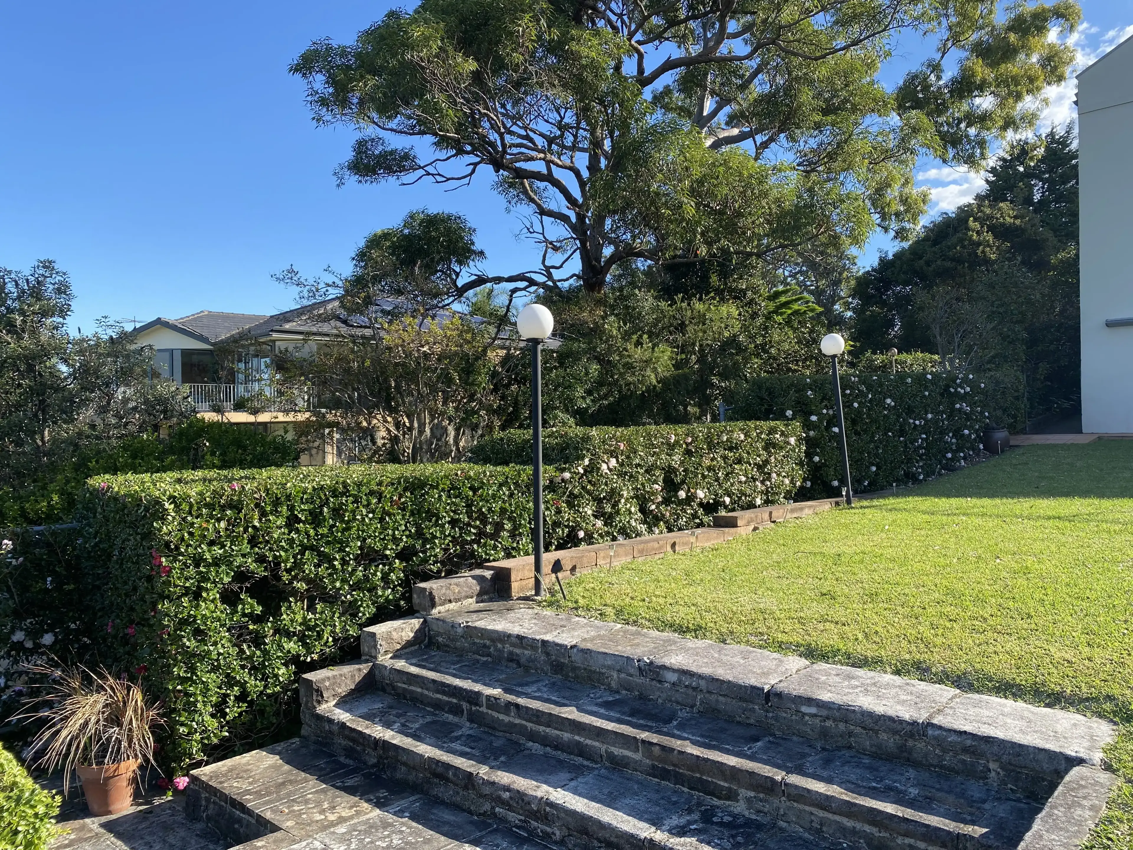 Trimmed hedge beside stone steps
